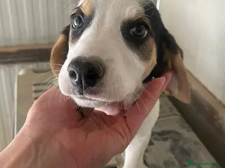 Meticcio cani LA SPLENDIDA SELENE - Annuncio 19