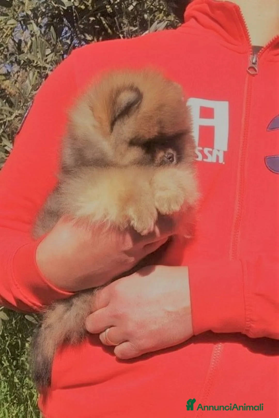 Volpino Pomerania cani in vendita: Meraviglioso Pomerania Arancio Sable - Annuncio 2