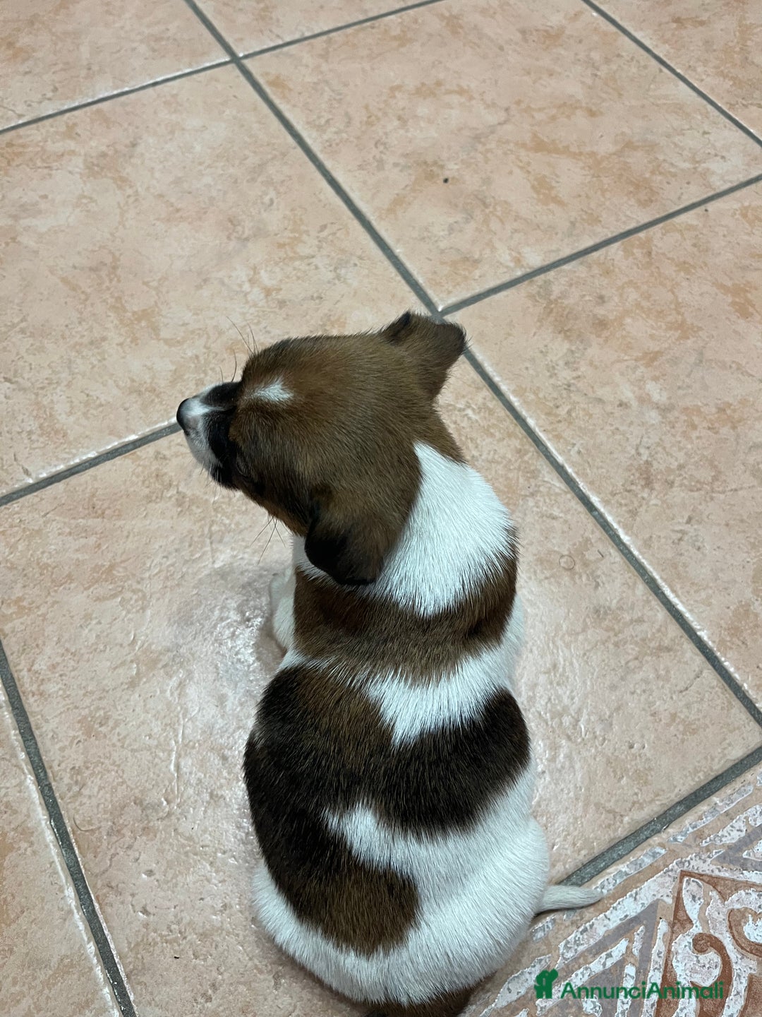 Jack Russell cani in vendita: Cucciola Jack Russell - Annuncio 2