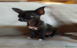 Chihuahua cani in vendita: Chihuahua pelo lungo e corto a Provincia di Brescia - Immagine 2