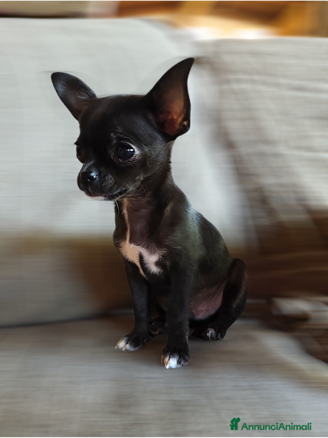 Chihuahua cani in vendita: Chihuahua pelo lungo e corto a Provincia di Brescia - Immagine 2