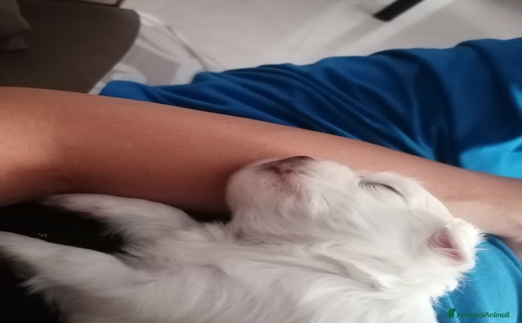 Maltese cani a Città Metropolitana di Napoli - Annuncio 6