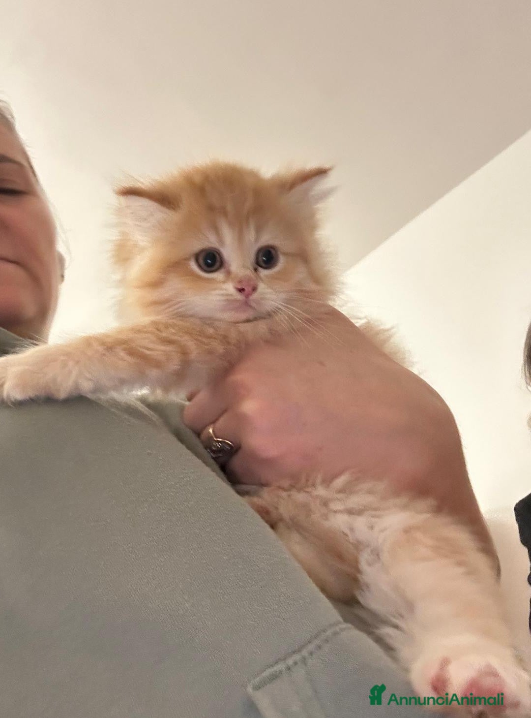 Persiano gatti in vendita: Gattini persiani normotipo  - Annuncio 13