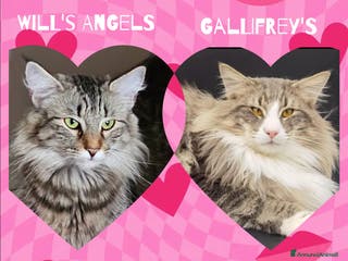 Norvegese gatti Cuccioli di Norvegese delle Foreste - Annuncio 1