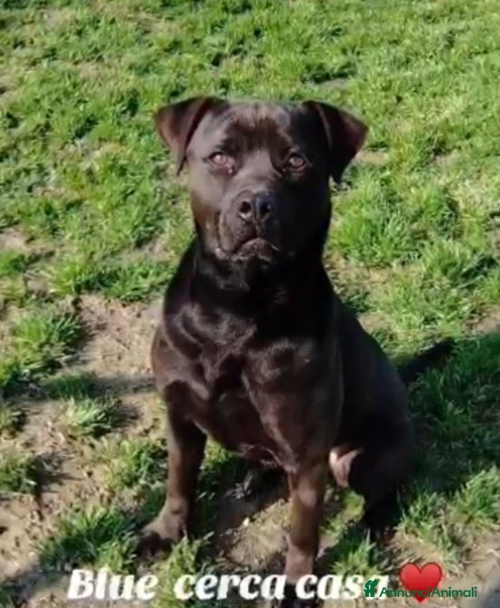 Meticcio cani Molossino 2anni e 1/2 nero splendido PROV.PAVIA a Città metropolitana di Milano - Annuncio 11