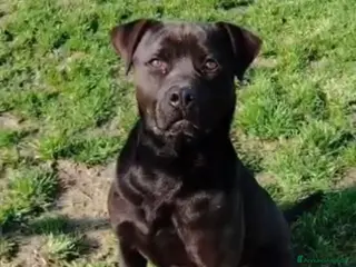 Meticcio cani Molossino 2anni e 1/2 nero splendido PROV.PAVIA a Città metropolitana di Milano - Annuncio 2