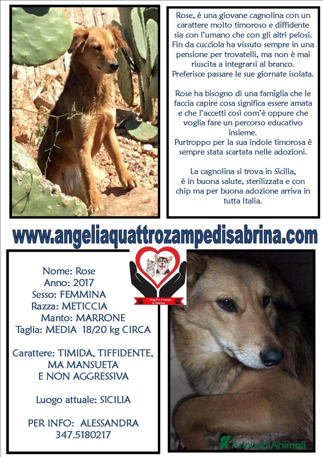 Meticcio cani in regalo: Adozione del cuore per cagnolina timida a Città metropolitana di Milano - Annuncio 5