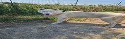 Husky cani in regalo: Zeus: giovane Siberian Husky socievole con tutti  - Annuncio 16