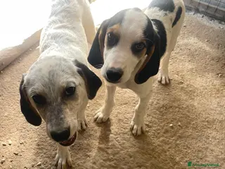 Meticcio cani SIRIETTA E SELENE ASPETTANO TE - Annuncio 3