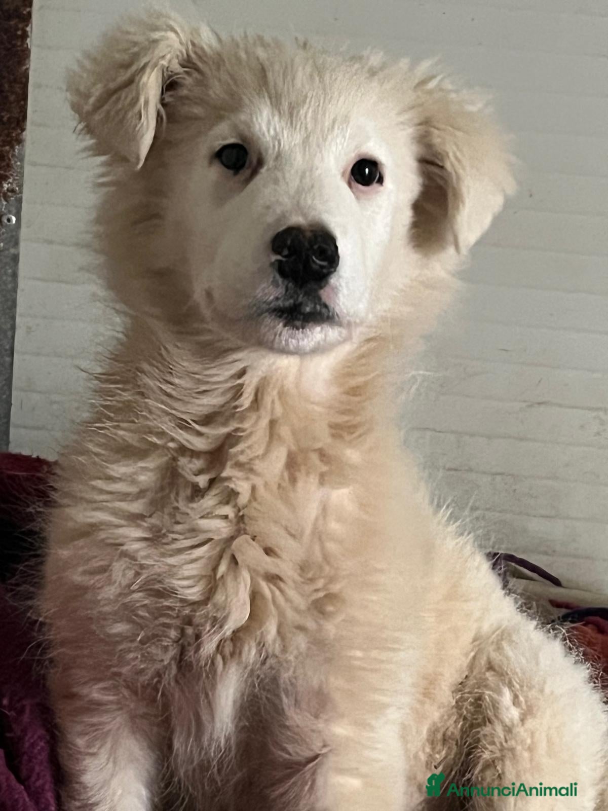 Meticcio cani Cucciola 3 mesi - Annuncio 10