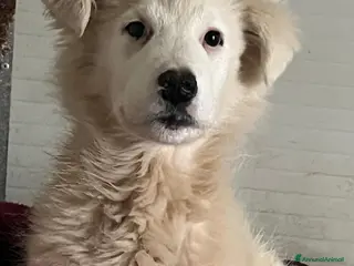 Meticcio cani Cucciola 3 mesi - Annuncio 10