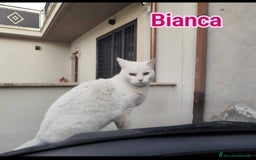 Europeo gatti in regalo: Micia bianca adulta URGENTE AIUTO SOS CASA ROMA a Città metropolitana di Milano - Immagine 6