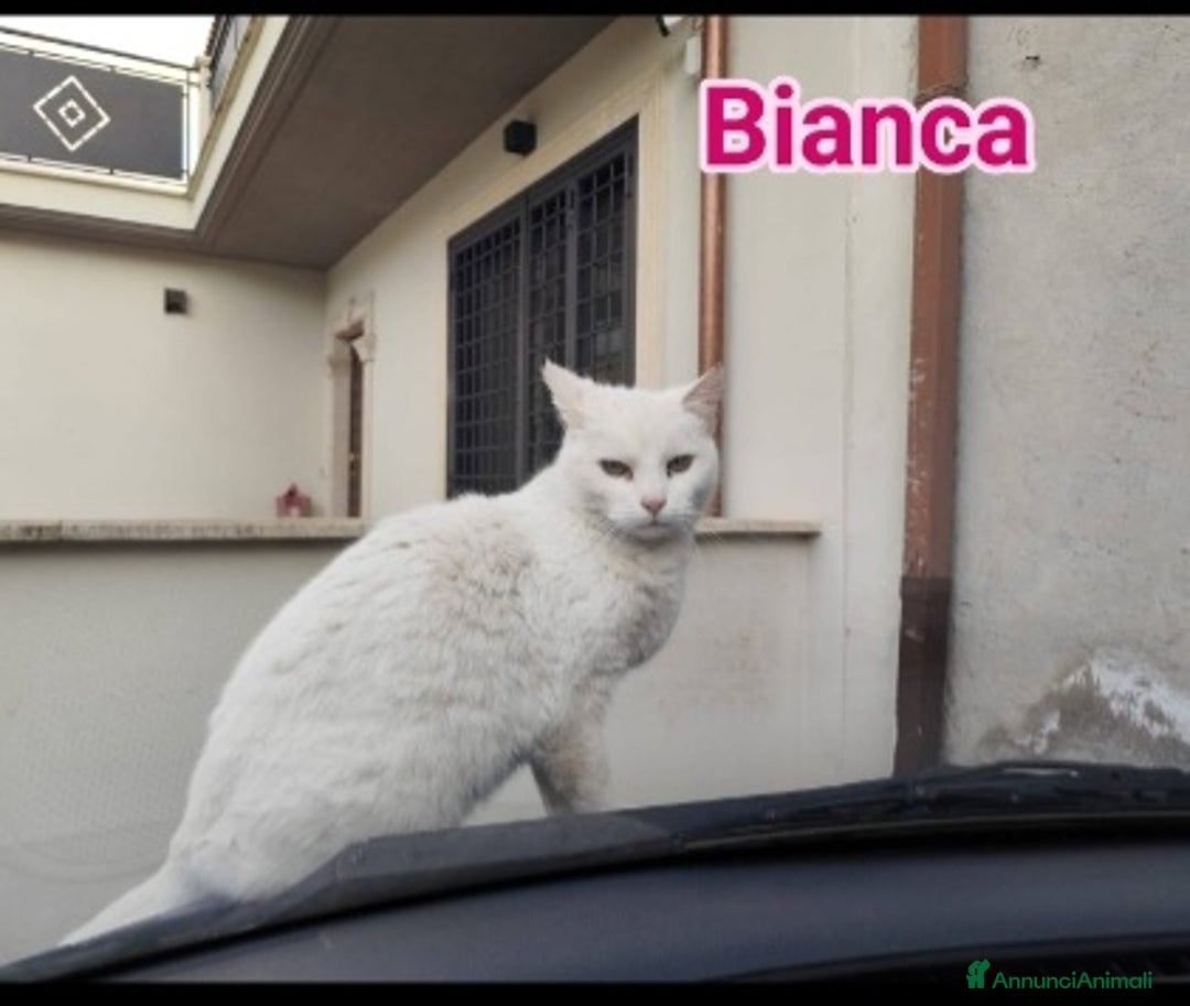 Europeo gatti in regalo: Micia bianca adulta URGENTE AIUTO SOS CASA ROMA a Città metropolitana di Milano - Immagine 6