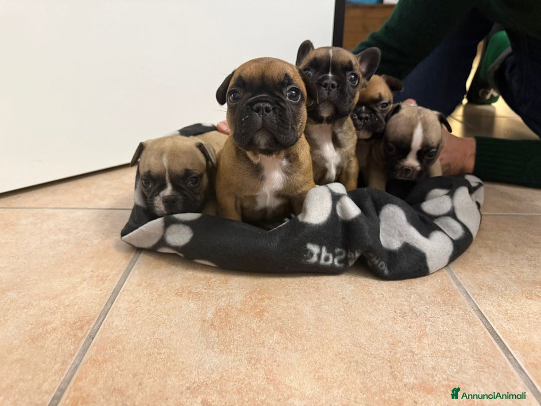 Bulldog Francese cani in vendita: Cuccioli di Buldog francese  - Annuncio 15