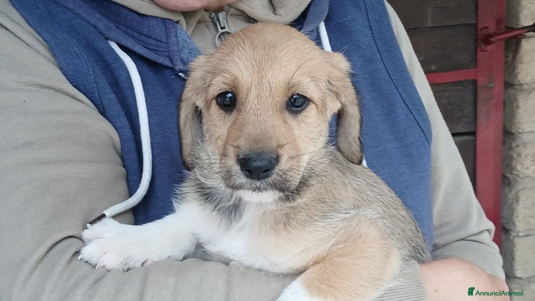 Meticcio cani in regalo: AGATA HA BISOGNO DI UNA MAMMA E DI UN PAPA' - Annuncio 3