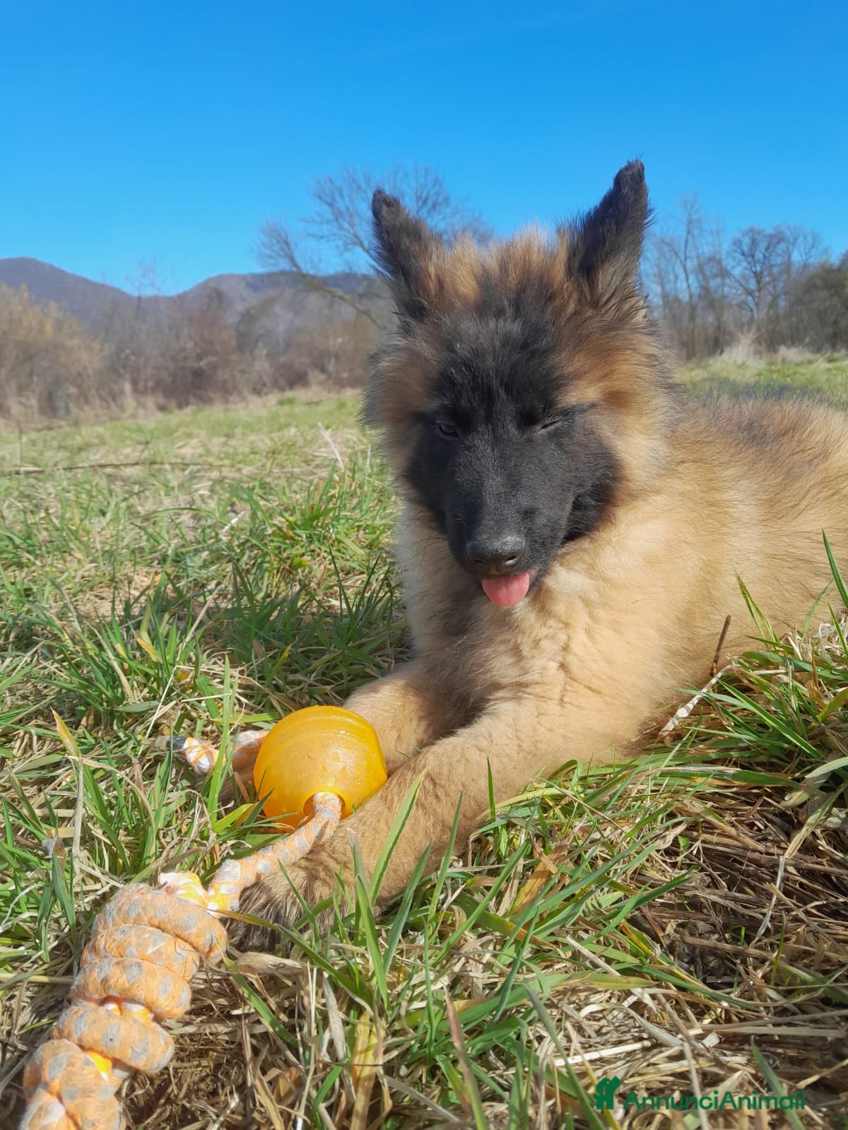 Pastore Belga cani Pastore belga malinois  - Annuncio 3
