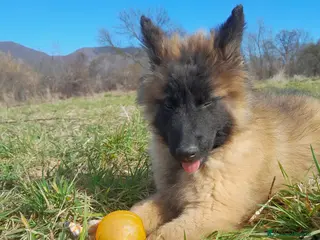 Pastore Belga cani Pastore belga malinois - Annuncio 3