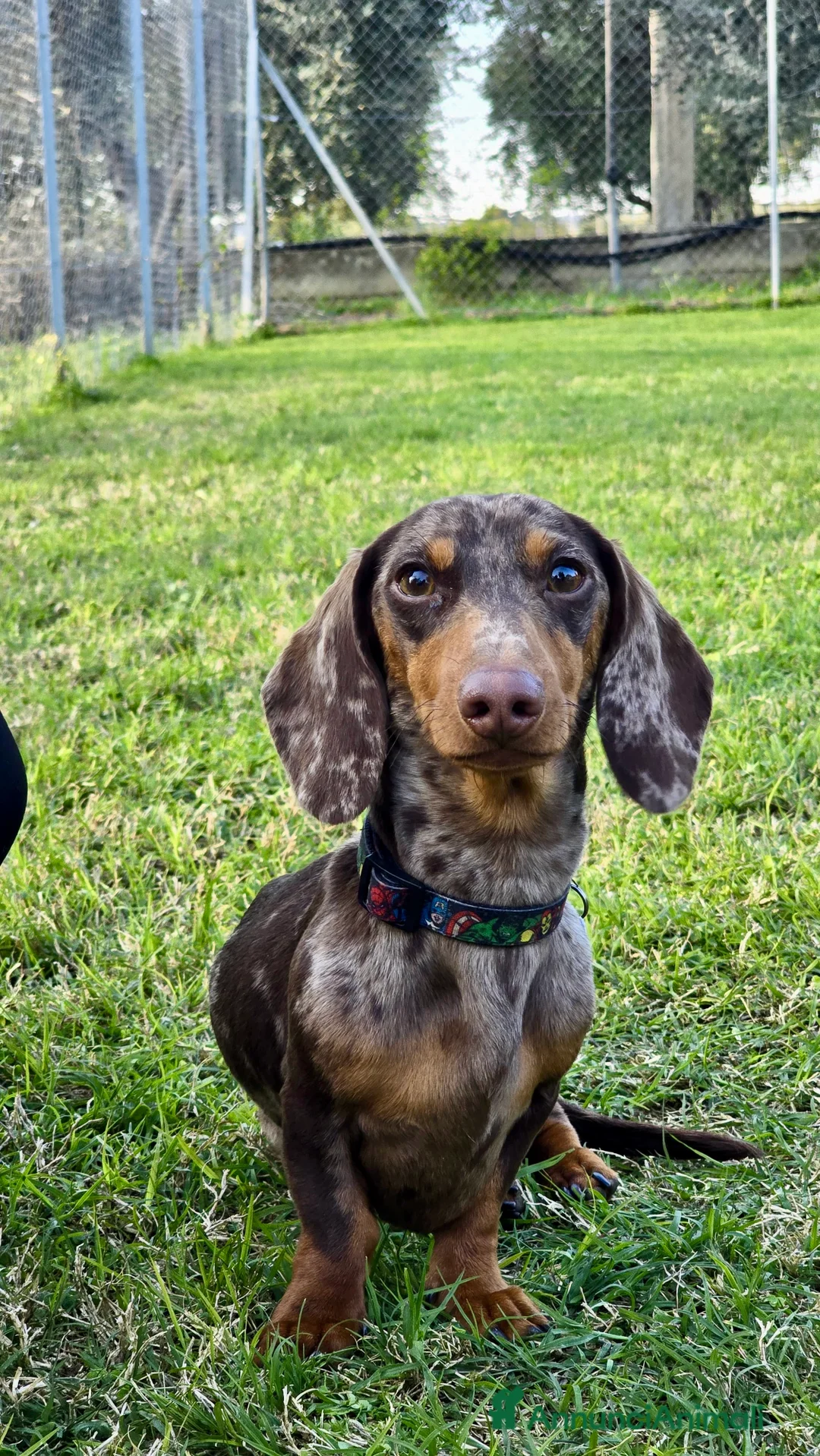 Bassotto cani per accoppiamento: Disponibile bassotto Arlecchino per monta - Annuncio 10