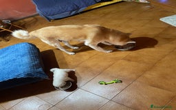 Akita Inu cani in vendita: 🌸 Hime Sakura cerca una famiglia 🌸 a Città Metropolitana di Torino - Immagine 17