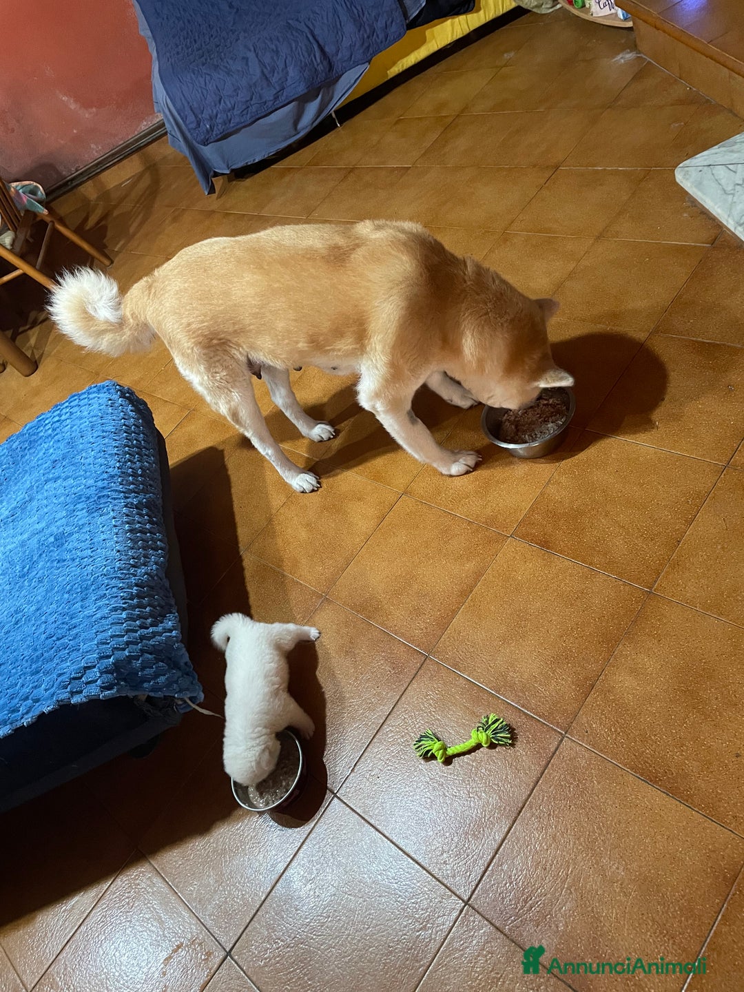 Akita Inu cani in vendita: 🌸 Hime Sakura cerca una famiglia 🌸 a Città Metropolitana di Torino - Immagine 17