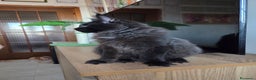 Maine Coon gatti in vendita: Ultimi 4 cuccioli Maine Coon - Annuncio 7