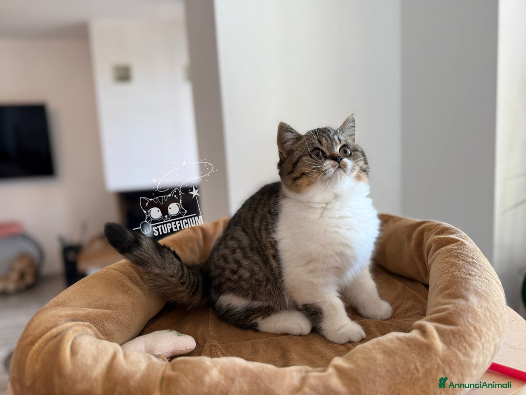 Scottish gatti in vendita: Stupeficium Amos - Scottish Straight - Annuncio 37