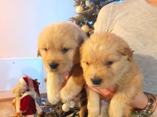 Golden Retriever cani Cuccioli Golden retriever - Annuncio 1