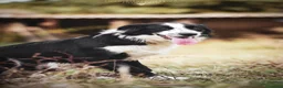Meticcio cani in regalo: Siria spettacolare cucciolotta in adozione a Provincia di Gorizia - Annuncio 3