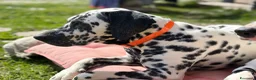 Dalmata cani in vendita: Cuccioli di Dalmata - Annuncio 25