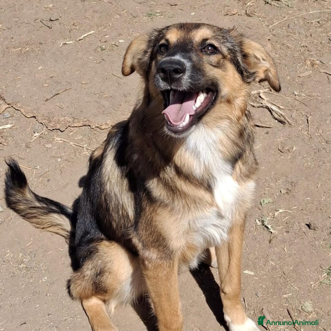 Meticcio cani in regalo: BRENDA 🩷 - cucciola di una dolcezza smisurata 🥺 - Annuncio 3