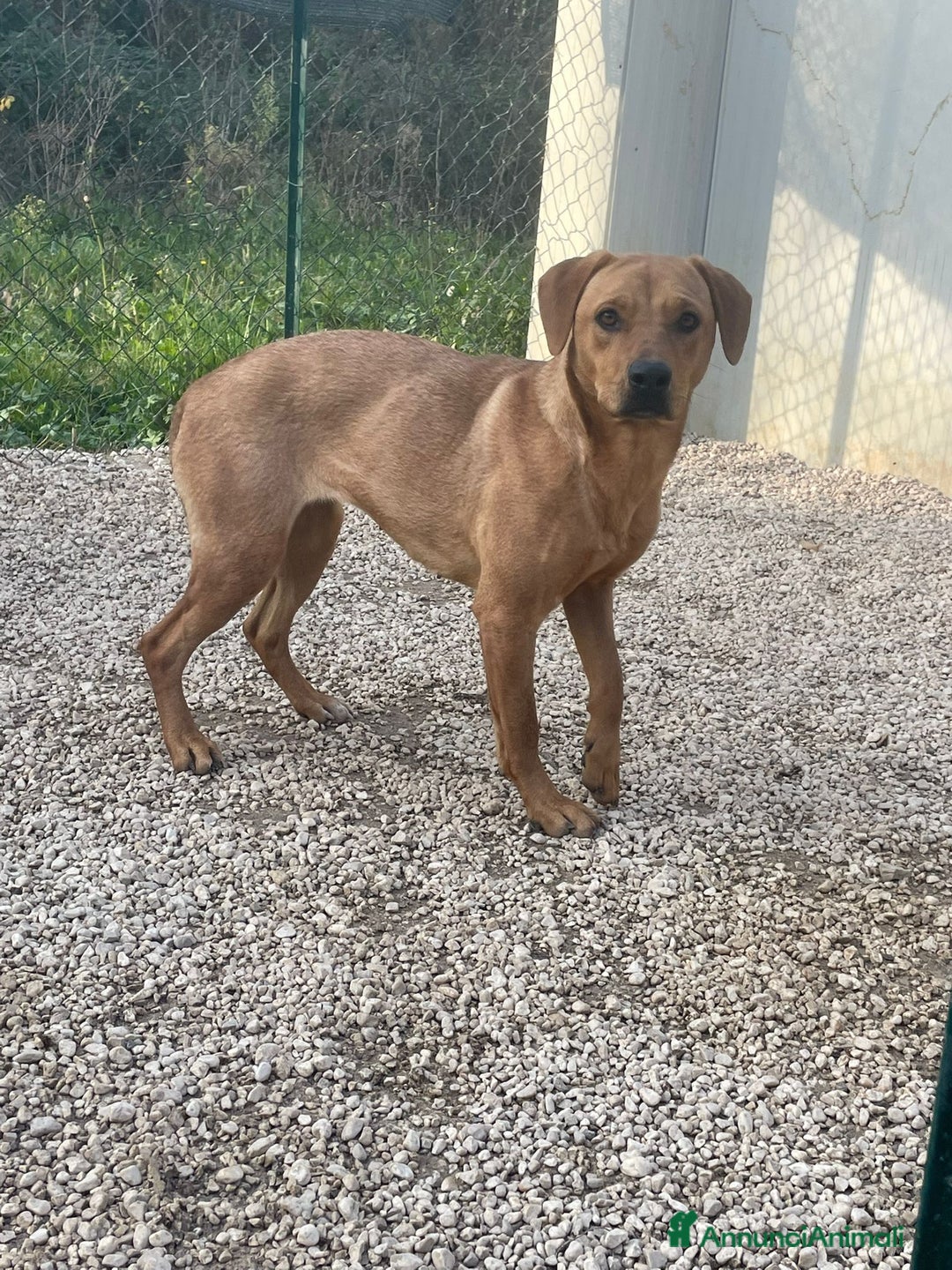 Meticcio cani in regalo: SOS SOS SOS AMERICA - Annuncio 3