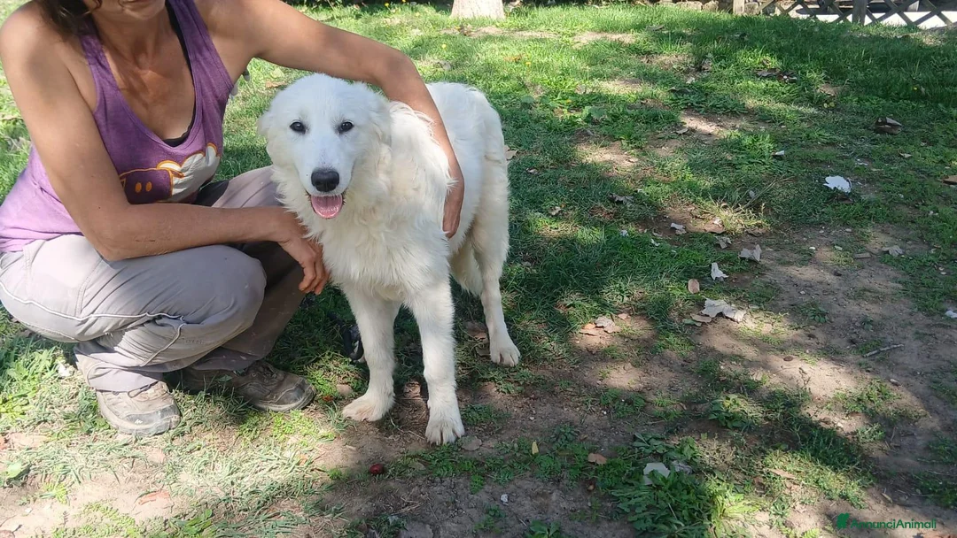 Meticcio cani in regalo: LA BELLISSIMA NEVE E' IN CERCA DI FORTUNA... - Annuncio 2