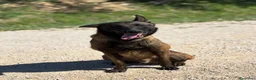 Pastore Belga cani in regalo: Riuk pastore belga malinois cerca casa  - Annuncio 3