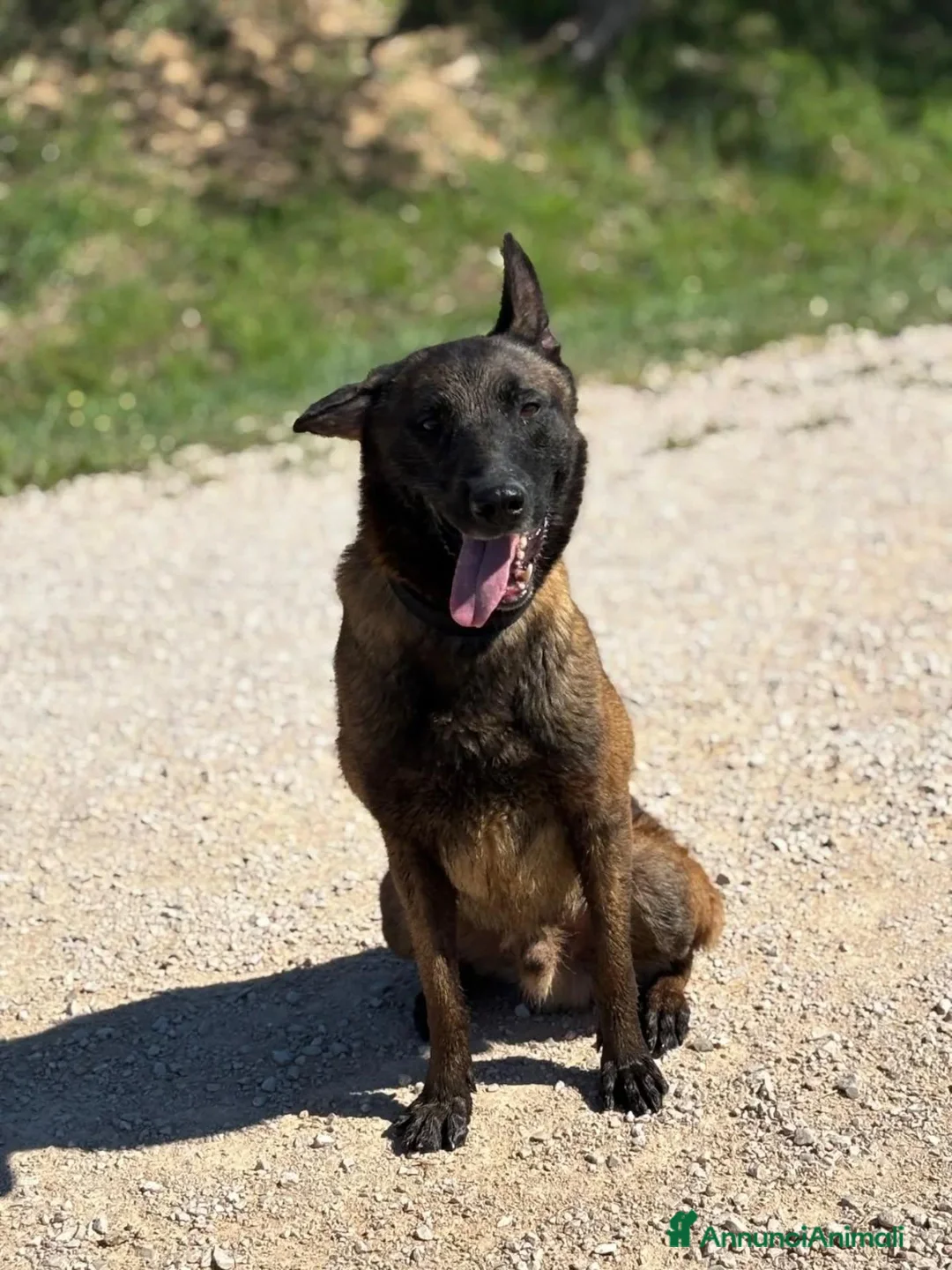 Pastore Belga cani in regalo: Riuk pastore belga malinois cerca casa  - Annuncio 3