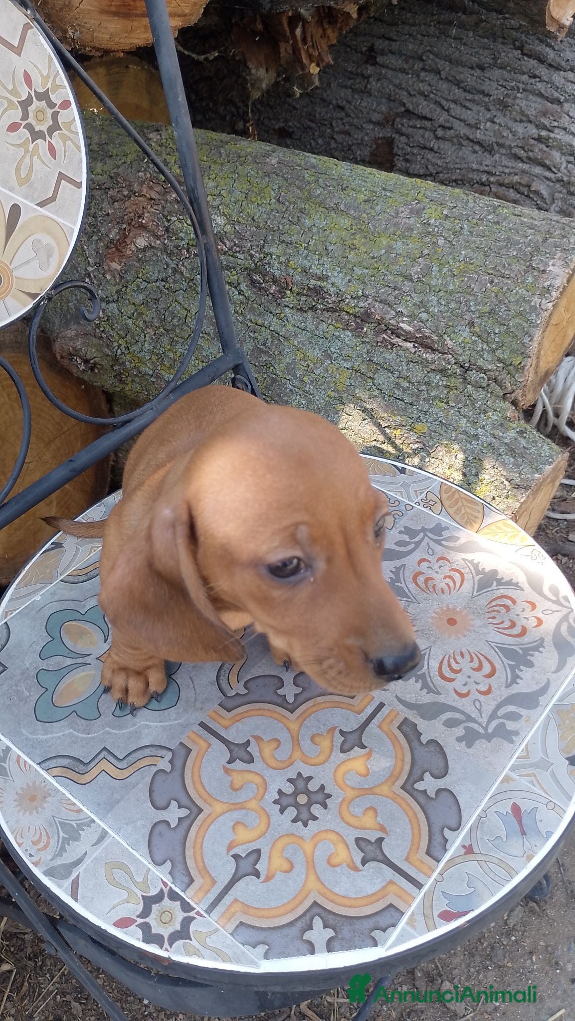 Meticcio cani Bassotto rosso cervo - Annuncio 4