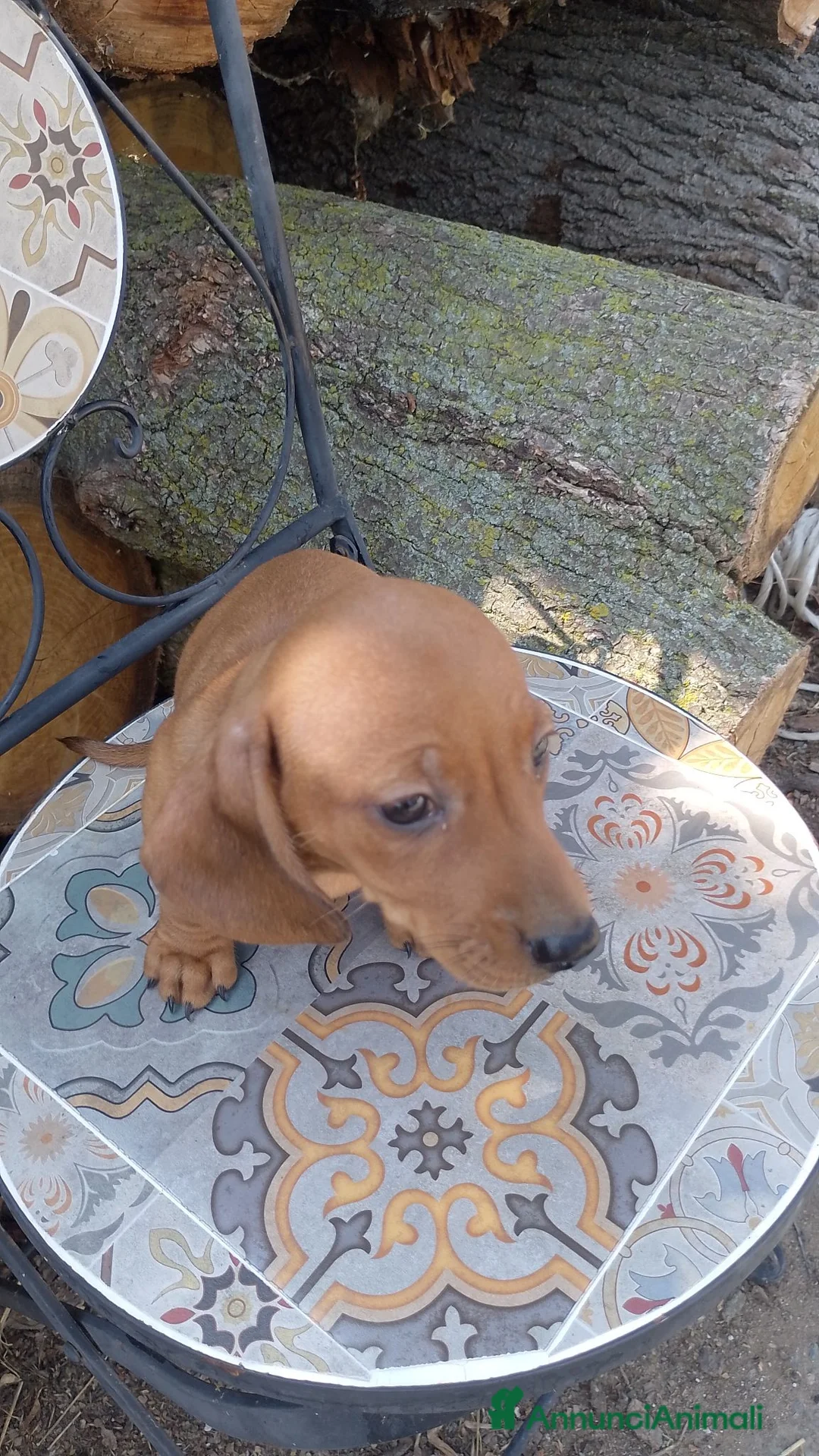 Meticcio cani in vendita: Bassotto rosso cervo - Annuncio 1