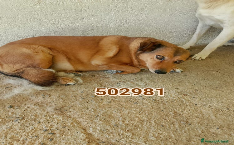 Meticcio cani - Annuncio 16