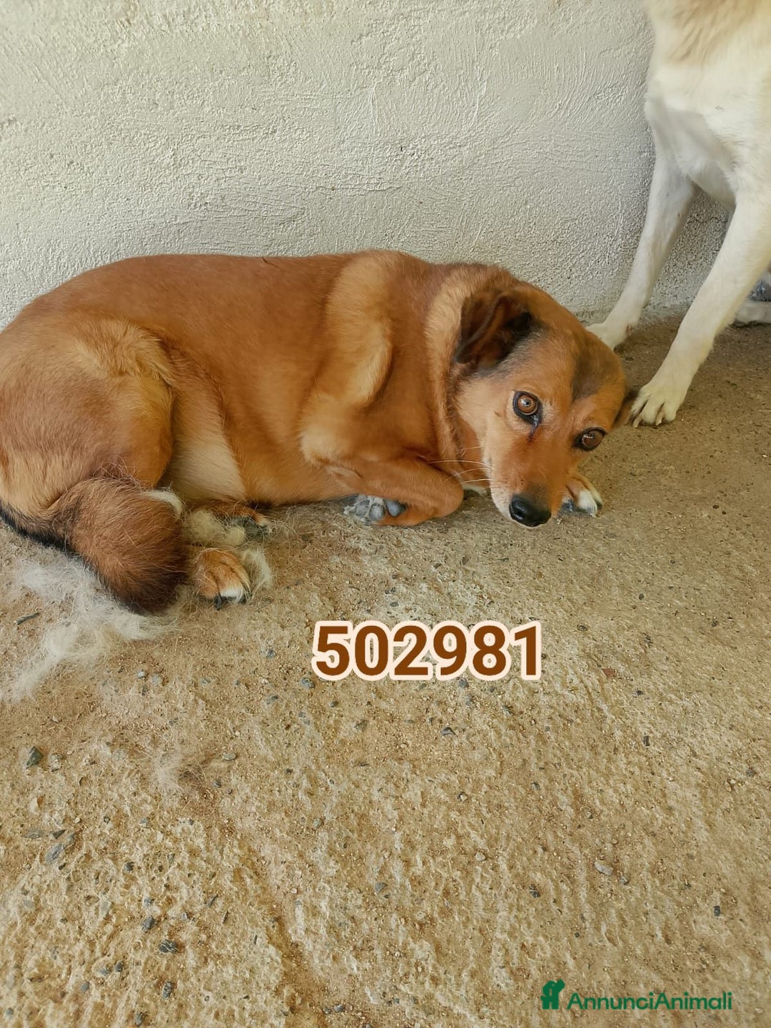 Meticcio cani in regalo: Milva - Annuncio 1