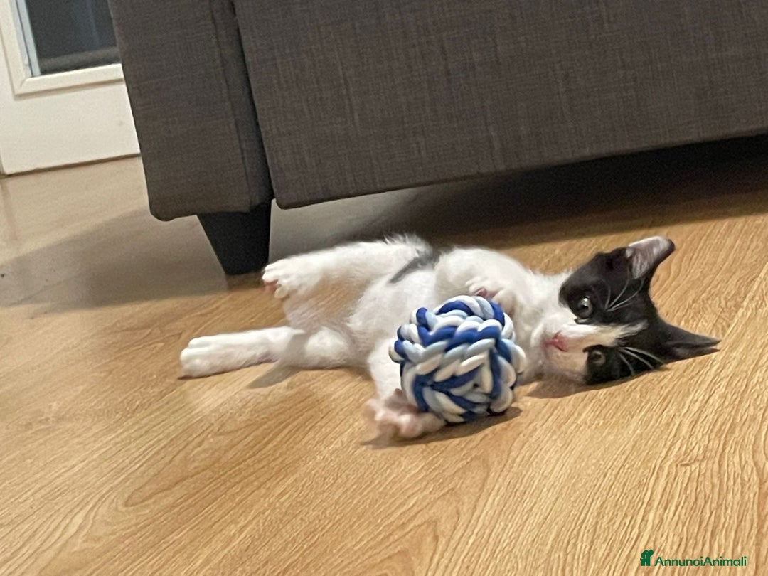 Altre razze gatti in regalo: Regalo gattino maschio - Annuncio 4