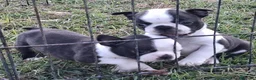 Boston Terrier cani in vendita: Boston terrier pedigree enci  - Annuncio 3