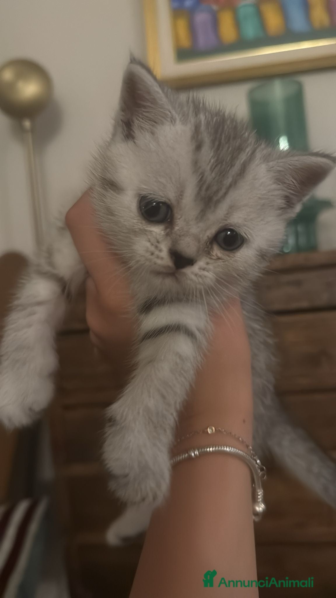 Scottish gatti Disponibile Scottish straight black silver shaded - Annuncio 1