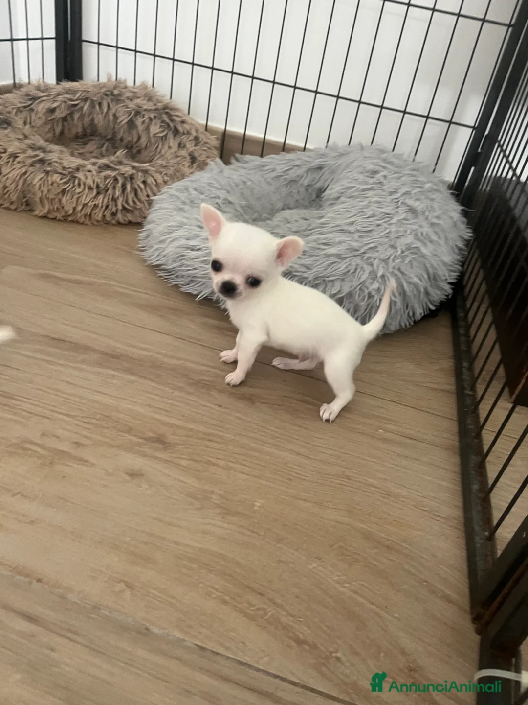 Chihuahua cani in vendita: Chihuahua maschi con pedigree - Annuncio 6