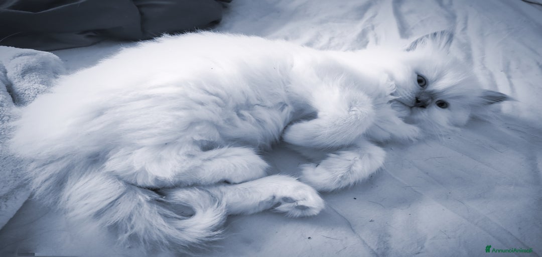 Immagine della galleria {{count}}