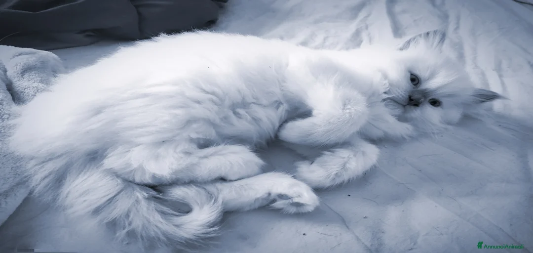 Immagine della galleria {{count}}