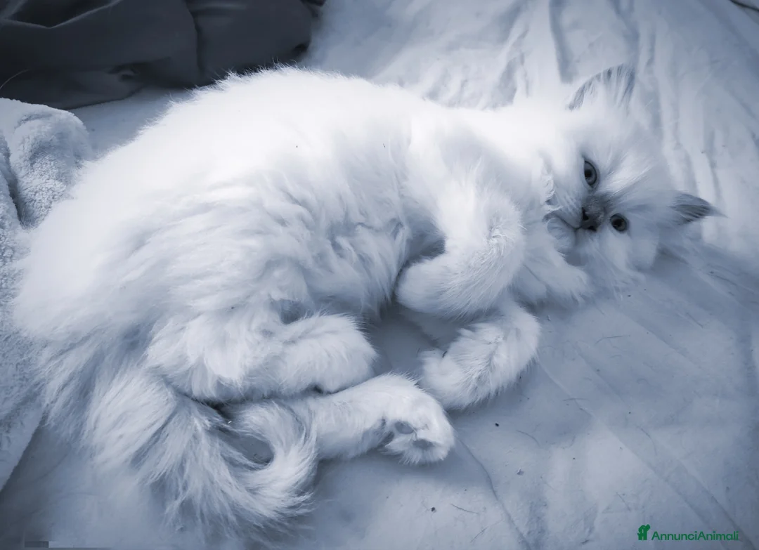 Immagine della galleria {{count}}