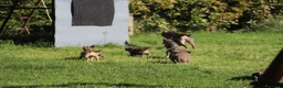 Pitbull cani in vendita: Cuccioli Pit Bull con Pedigree anche a rate  - Annuncio 5