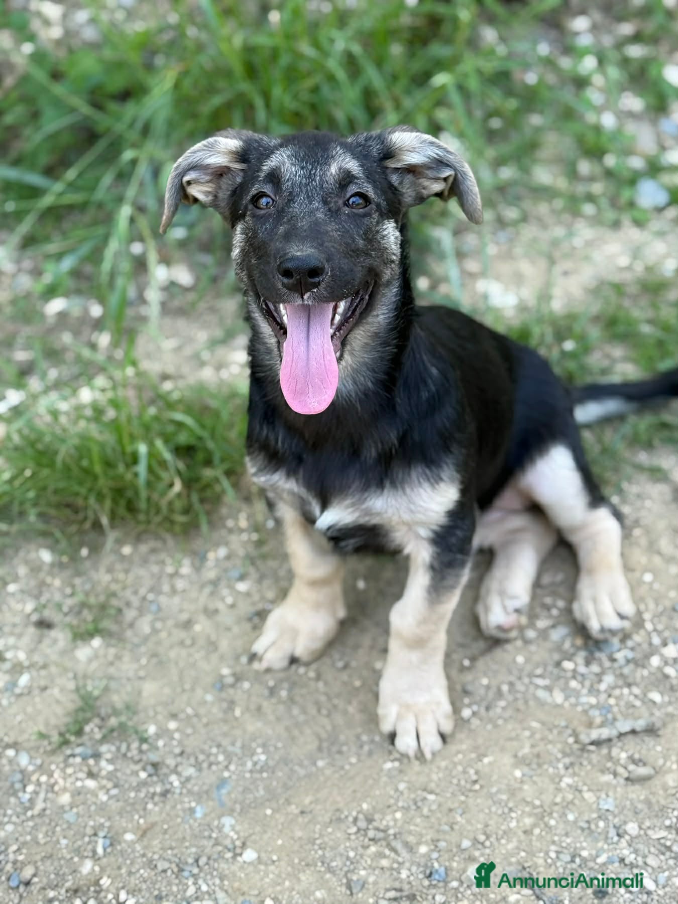 Meticcio cani in regalo: VITA, simpaticissima cucciolotta! TG MEDIO PICCOLA - Annuncio 9