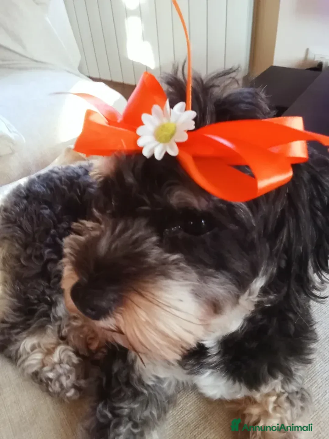 Bichon cani in regalo: Bichon Havanais regalo - Annuncio 1
