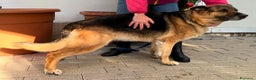 Pastore Tedesco cani in regalo: FEDERICA PASTORE TEDESCO - Annuncio 5