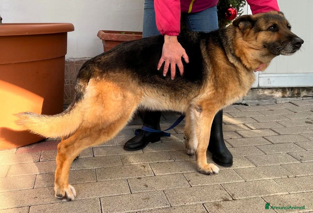 Pastore Tedesco cani in regalo: FEDERICA PASTORE TEDESCO - Annuncio 5